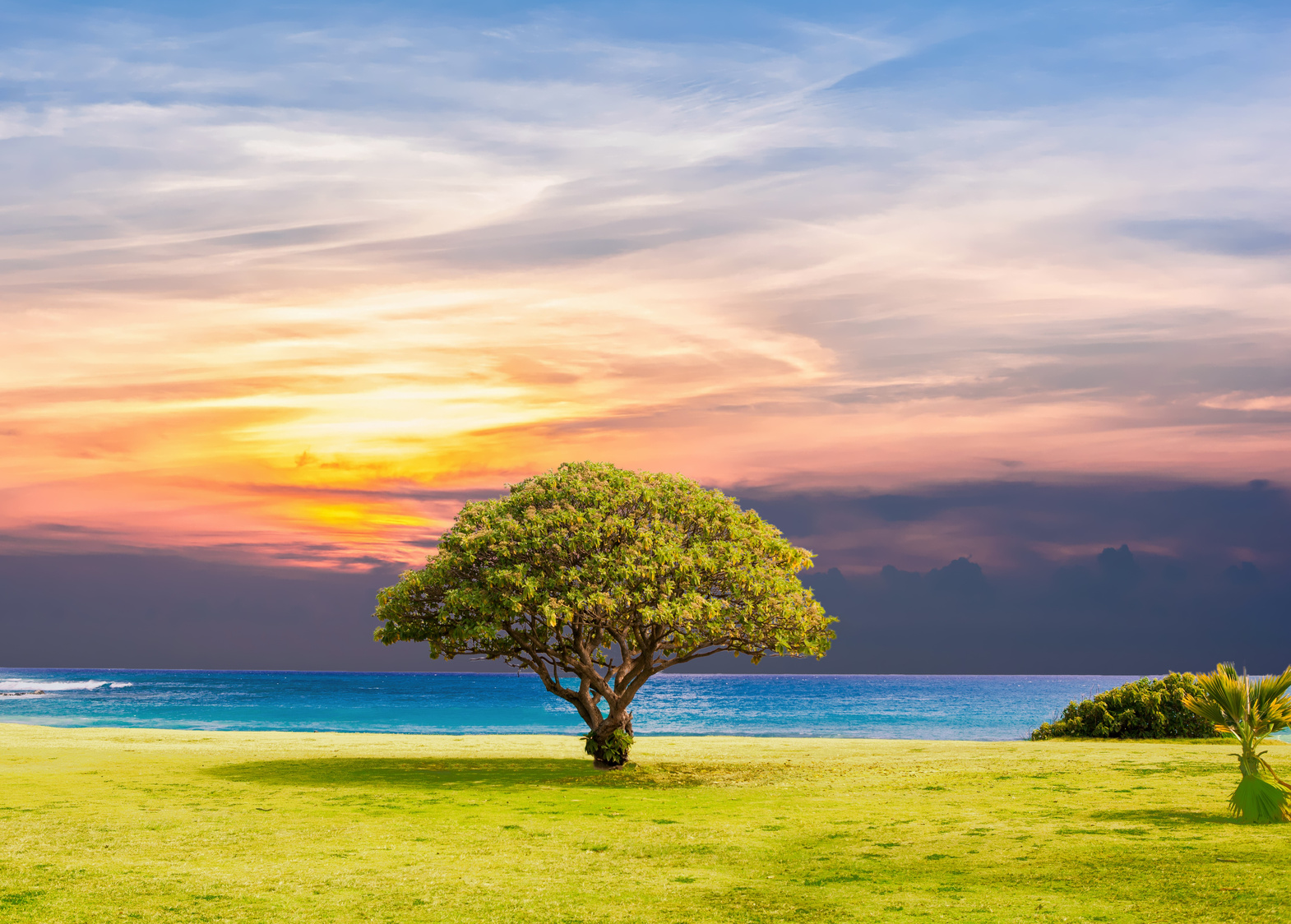 Tree in Nature